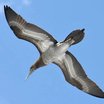 Brown Booby